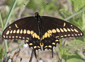 Black Swallowtail